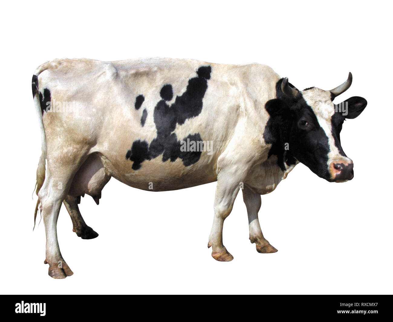 Farm Animals - Holstein Cow isolated on white background Stock Photo - Alamy