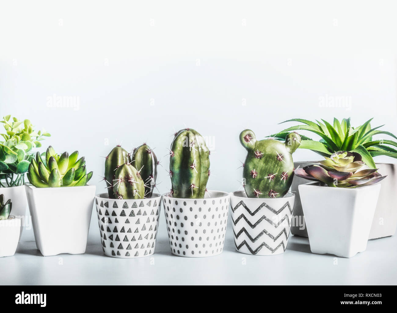 Cactus and succulents plants in modern pots on desktop at light wall  background Stock Photo - Alamy