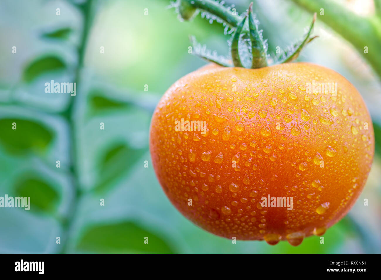 Big Tomato and drops of water in organic farms with morning sunlight. Stock Photo