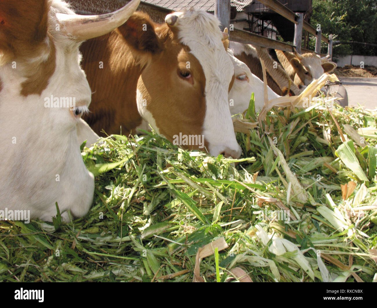 Farm Animals - cows eat a Grass Stock Photo - Alamy Farm Animals - cows eat a Grass Stock Photo - Alamy