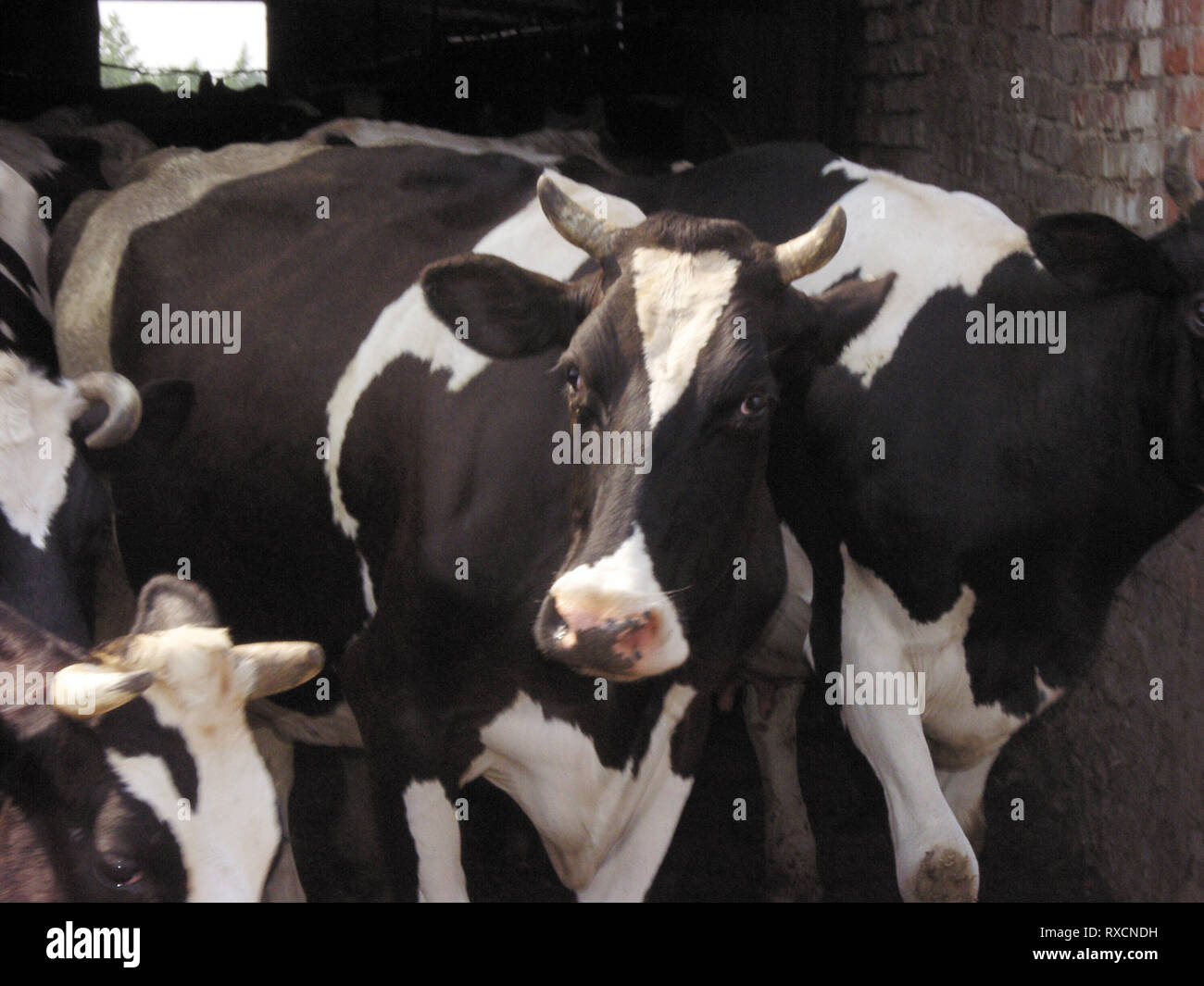 Farm Animals cows eat a Grass Stock Photo Alamy