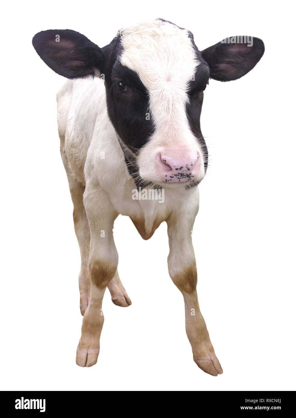 farm animals cow