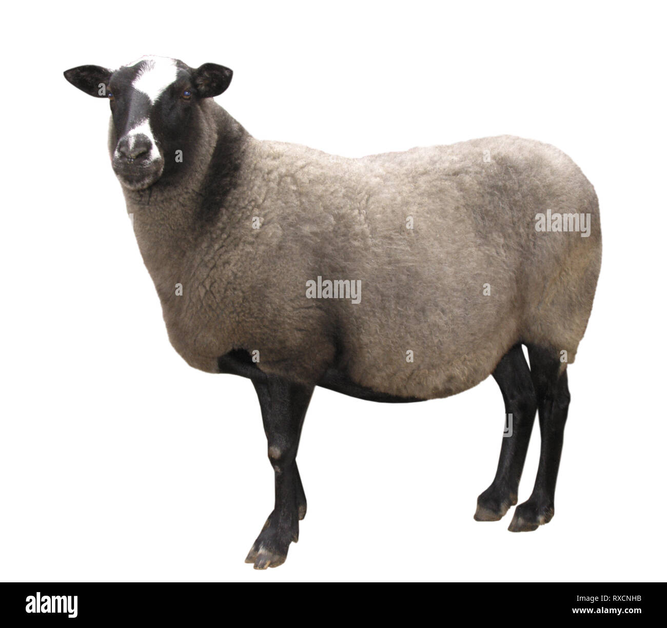 Farm Animals - Sheep isolated on white background Stock Photo - Alamy