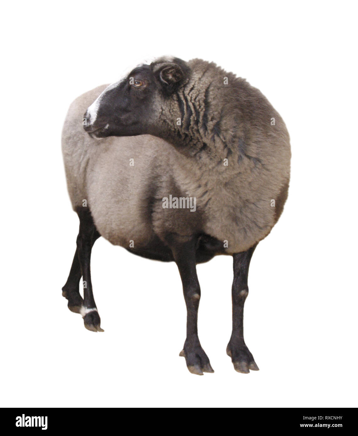 Farm Animals - Sheep isolated on white background Stock Photo - Alamy