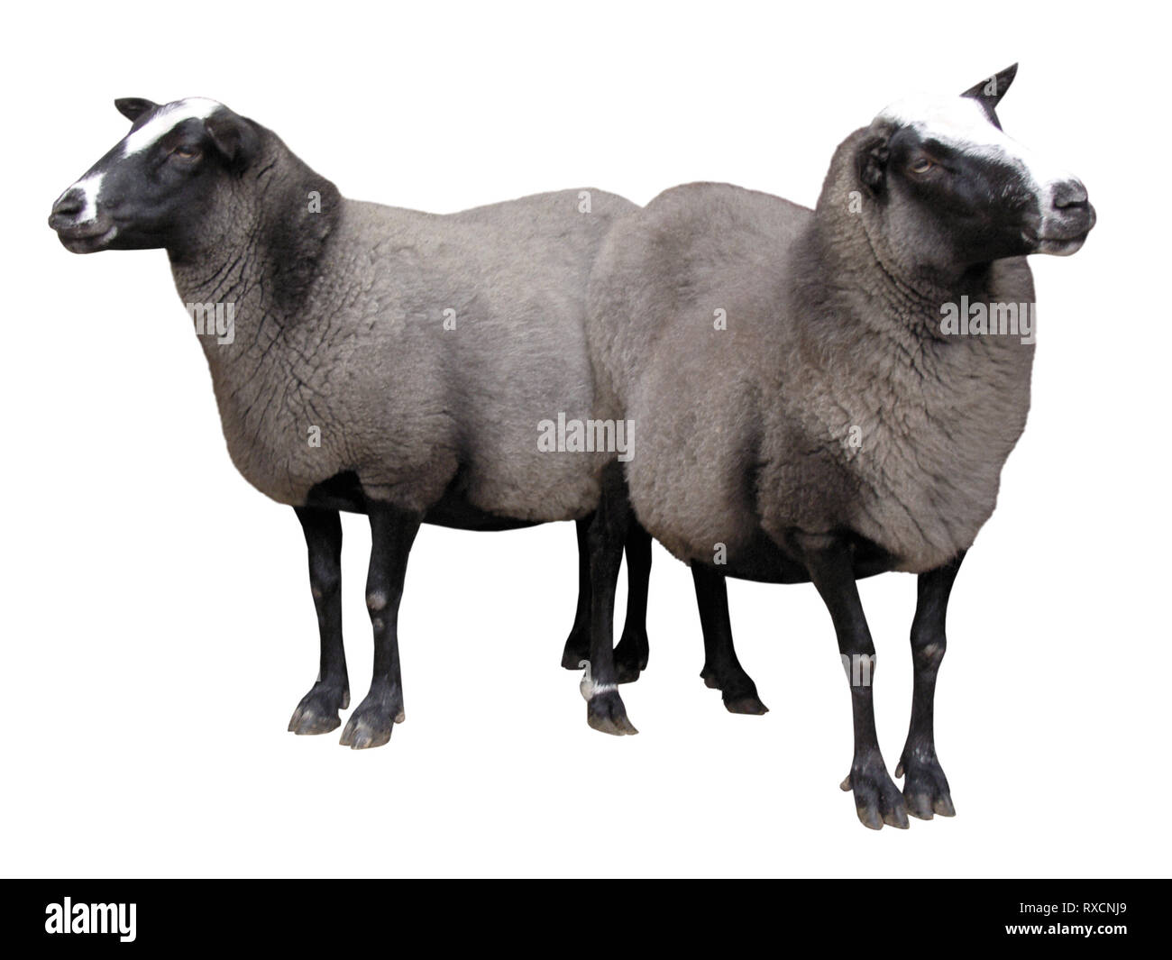 Farm Animals - Sheep isolated on white background Stock Photo - Alamy