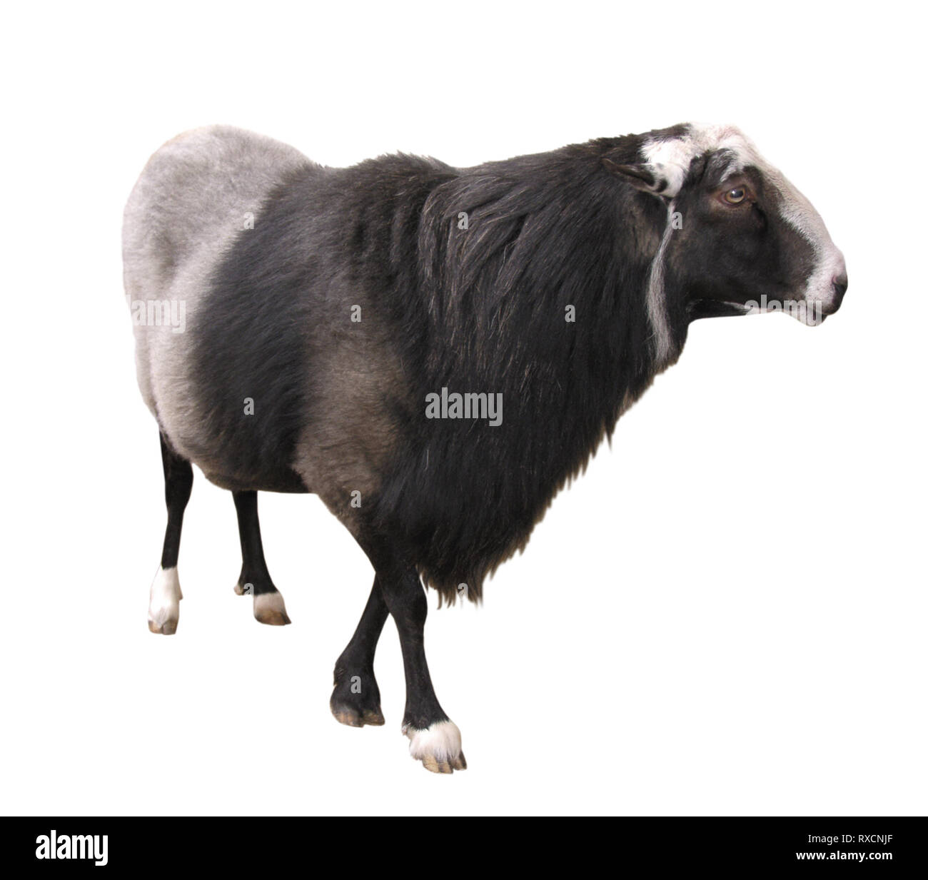 Farm Animals - Sheep isolated on white background Stock Photo - Alamy