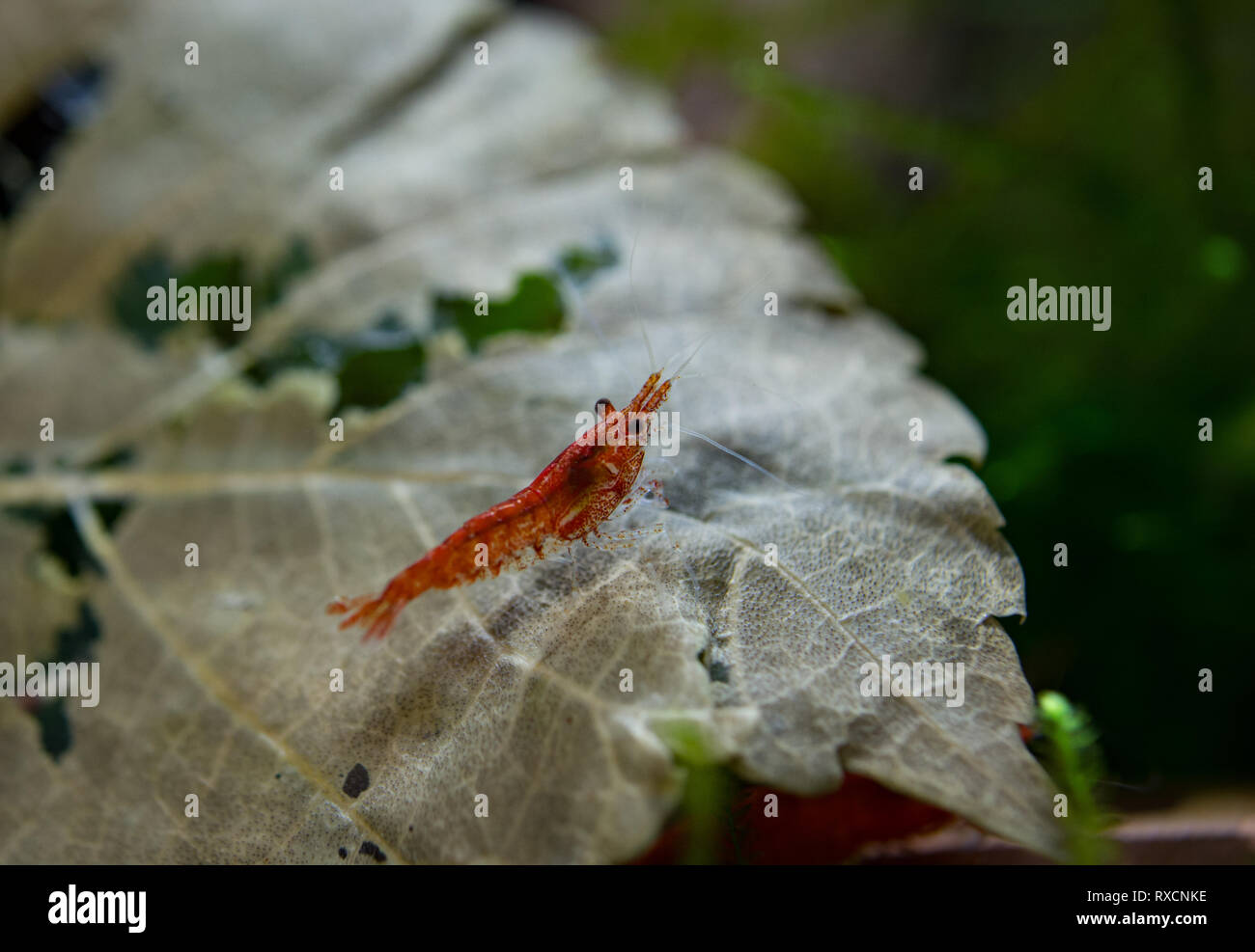 Neocaridina Shrimp in aquarium Stock Photo