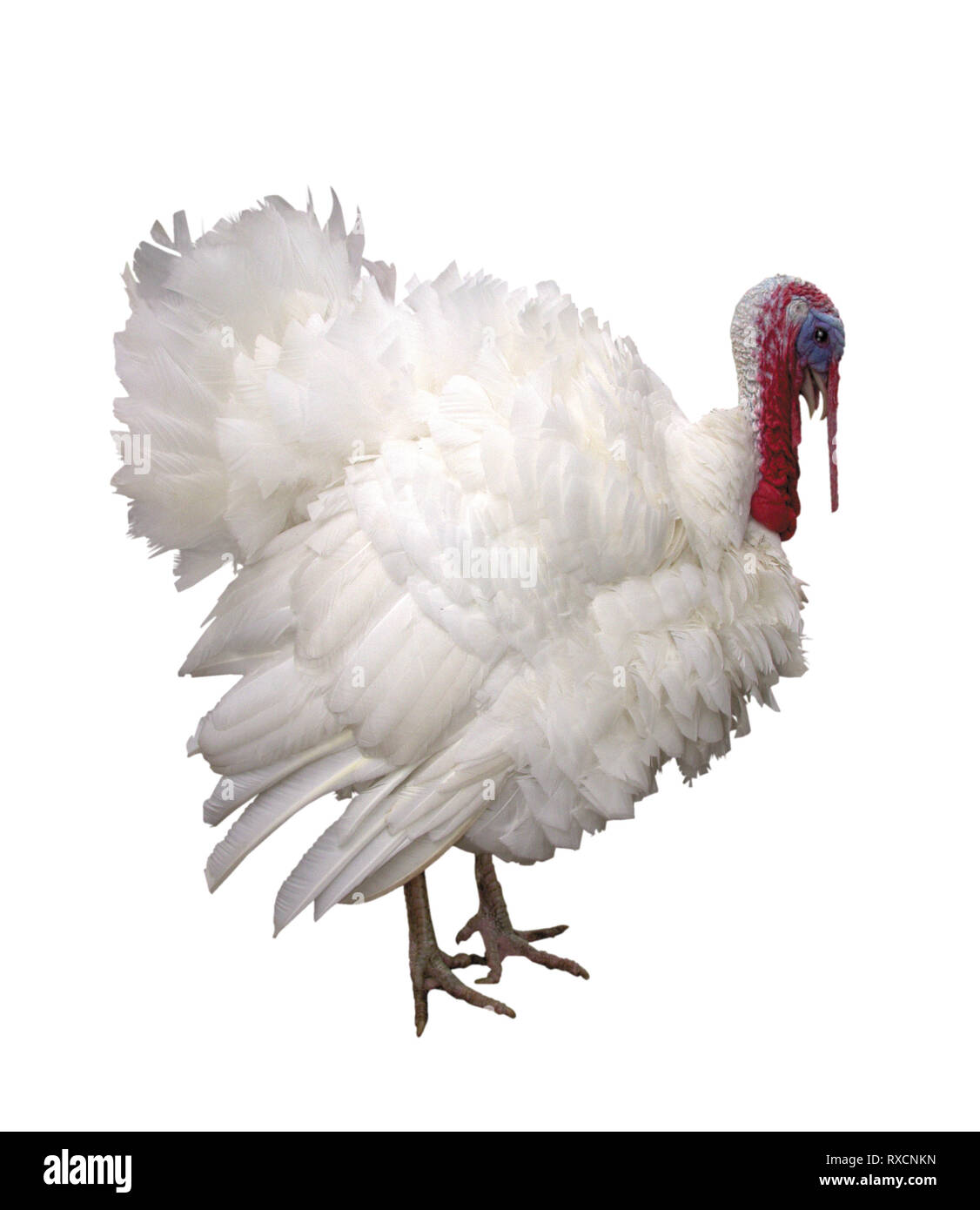 Featured image of post Easiest Way to Make White Turkey Bird Images