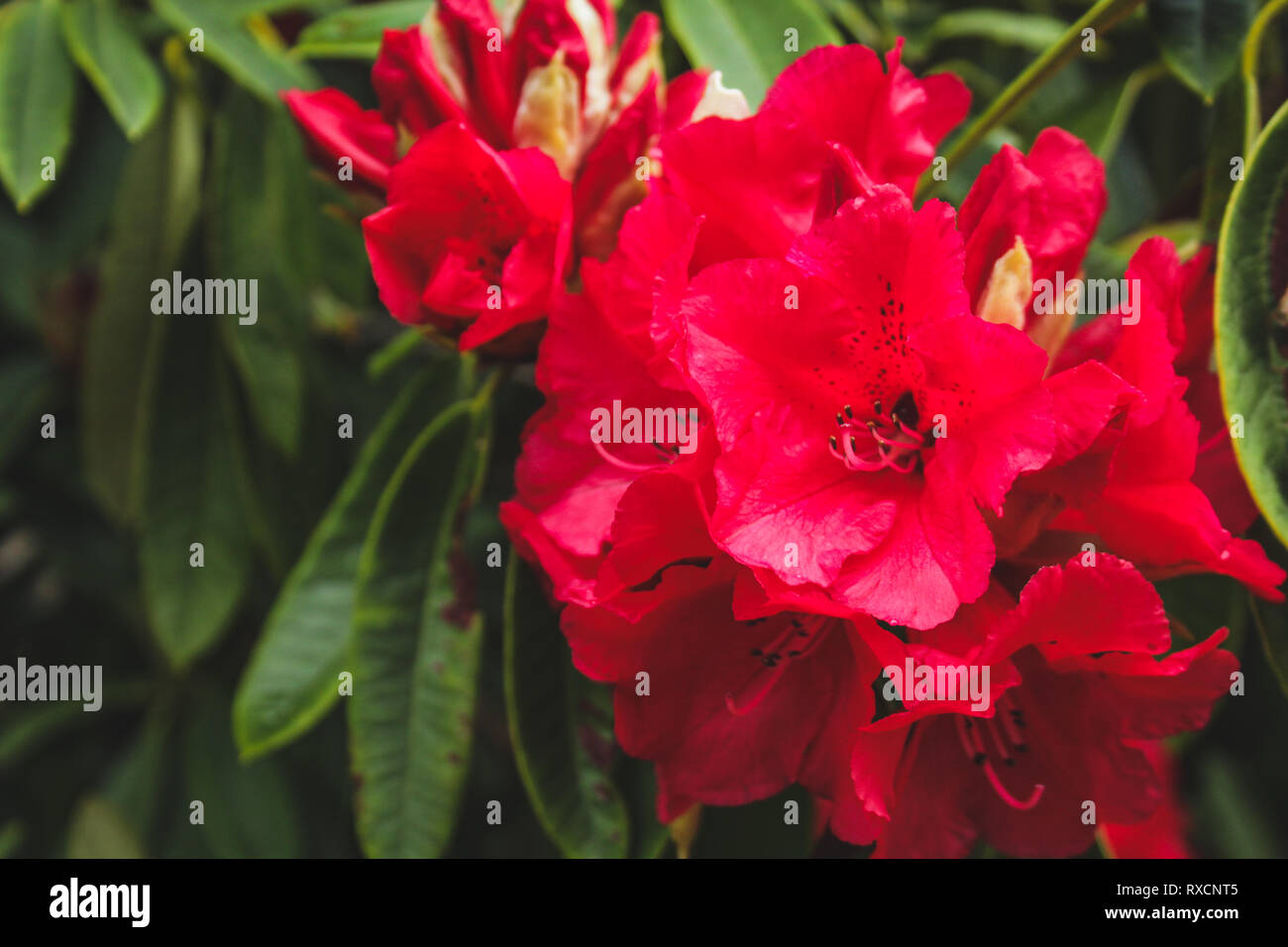 Red rhododendron flowers at Dunedin Botanic Garden, South Island, New Zealand Stock Photo