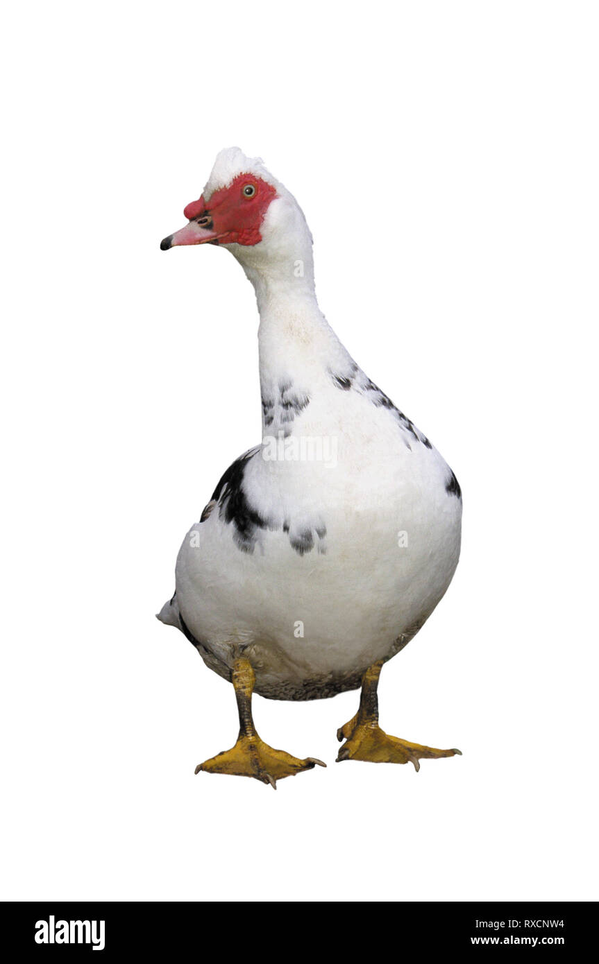 Duck Feet Cut Out Stock Images & Pictures - Alamy
