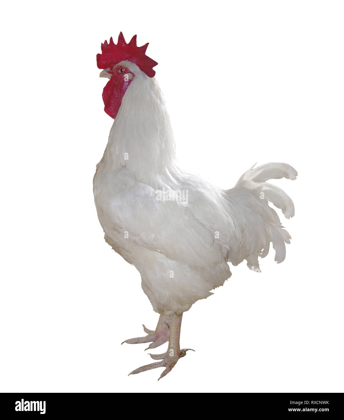 White Hen isolated on white background Stock Photo - Alamy