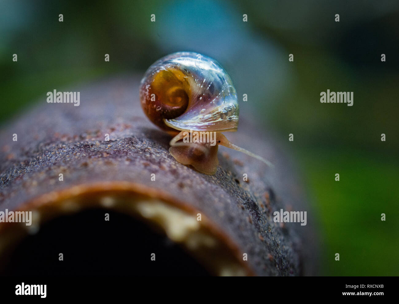 Aquascape aquarium hires stock photography and images Alamy