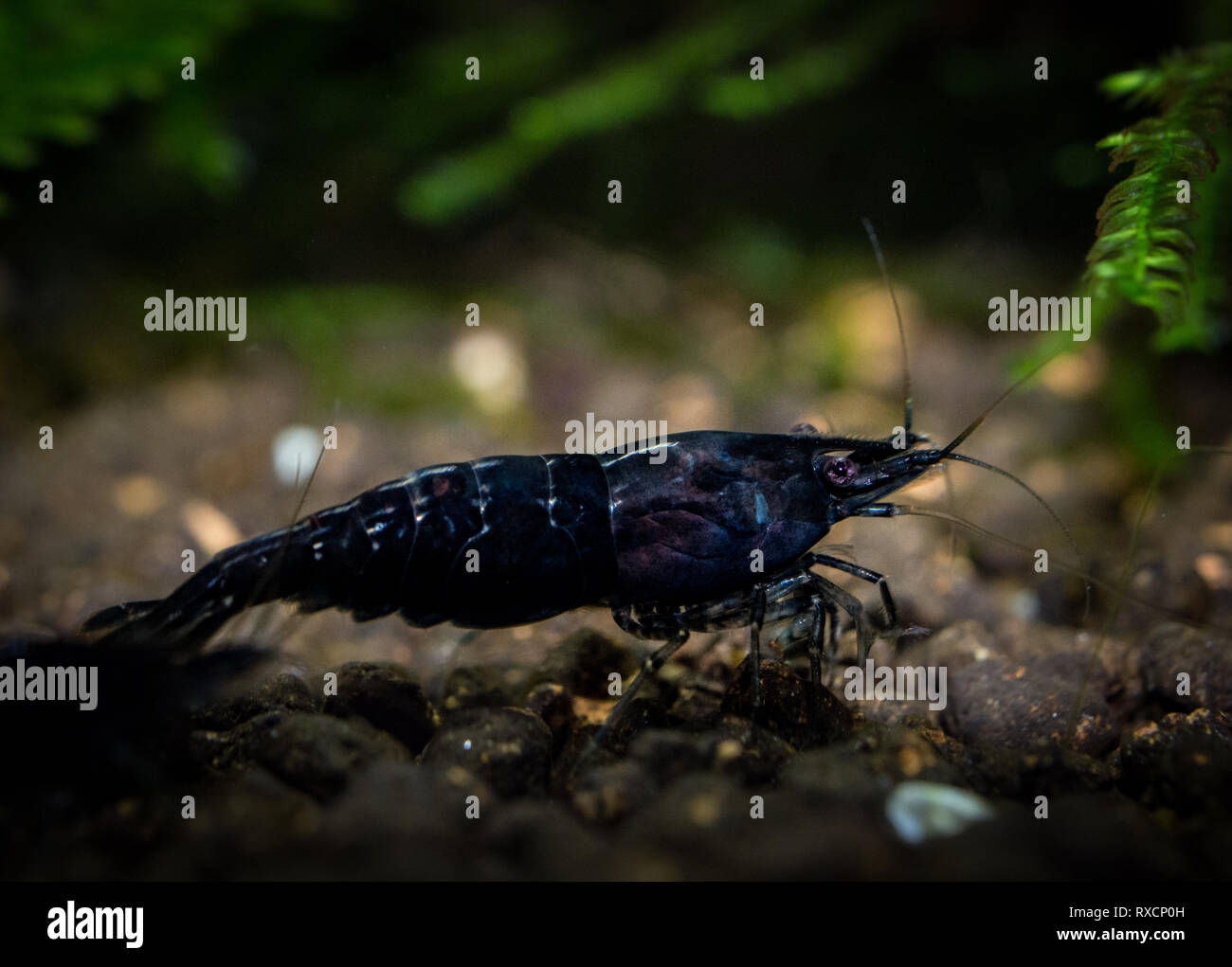 Neocaridina Shrimp in aquarium Stock Photo