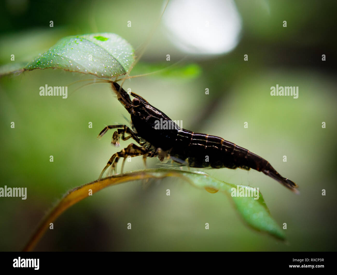 Neocaridina Shrimp in aquarium Stock Photo