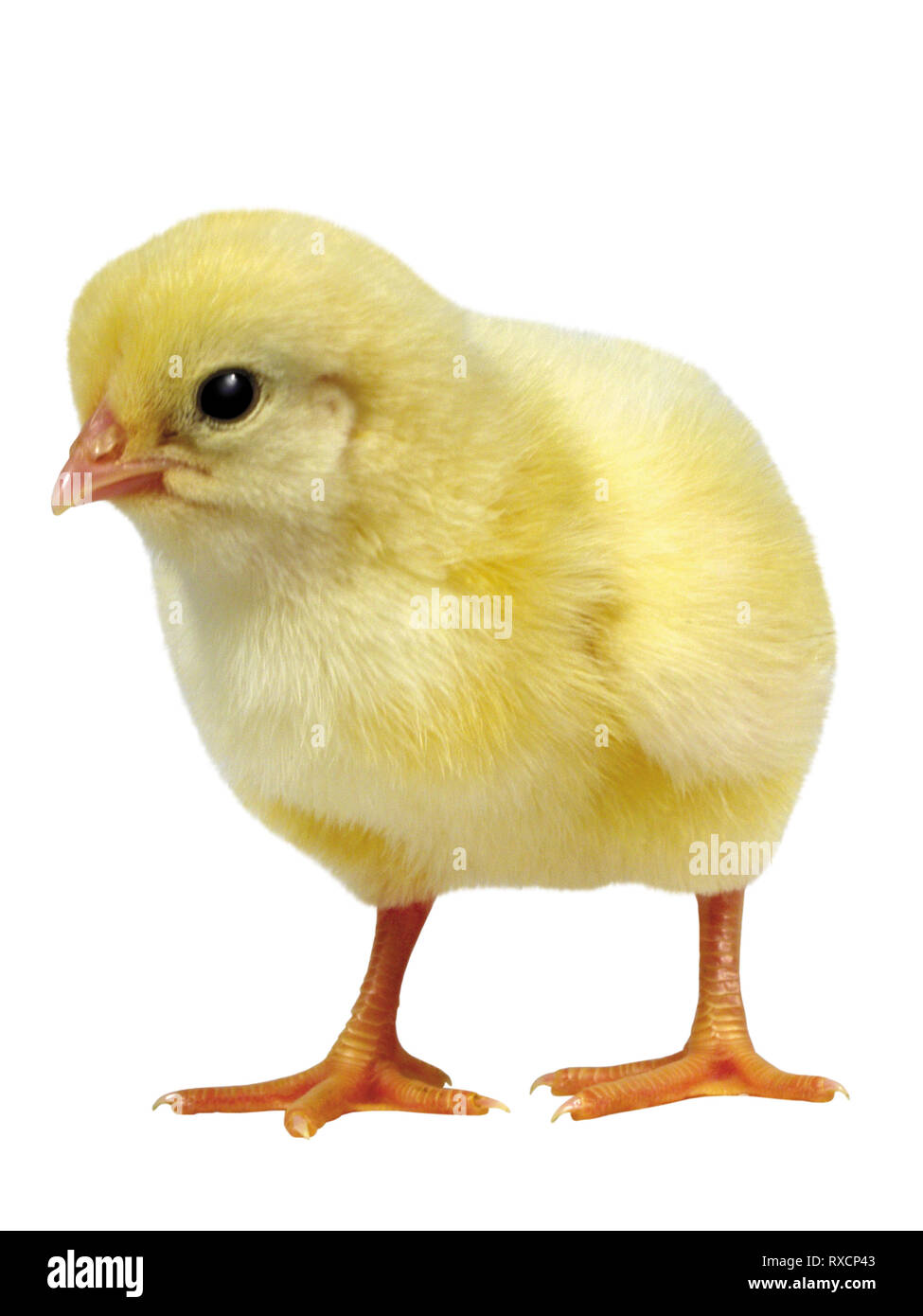 A new born baby yellow chicks Stock image Stock Photo Alamy