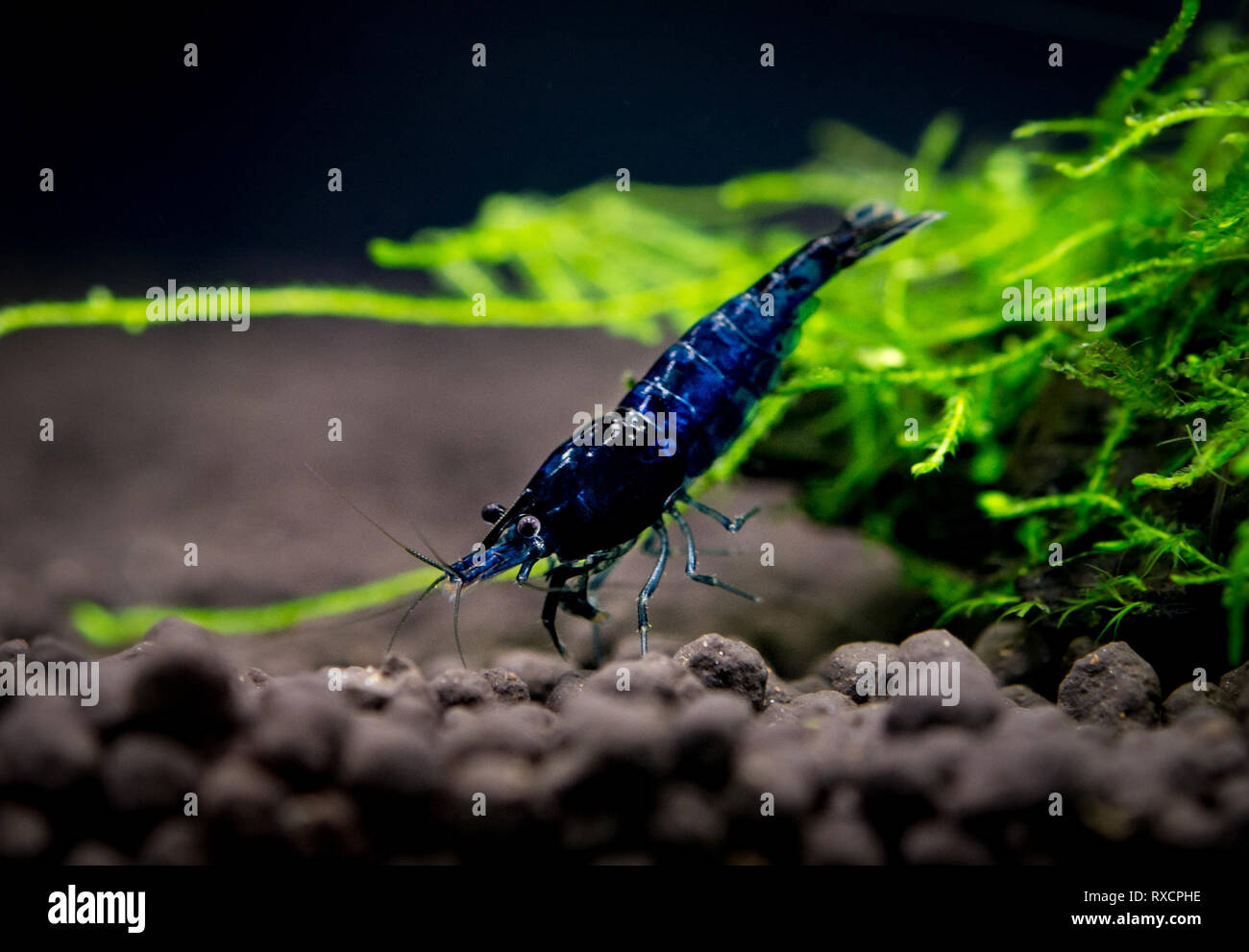 Neocaridina Shrimp in aquarium Stock Photo