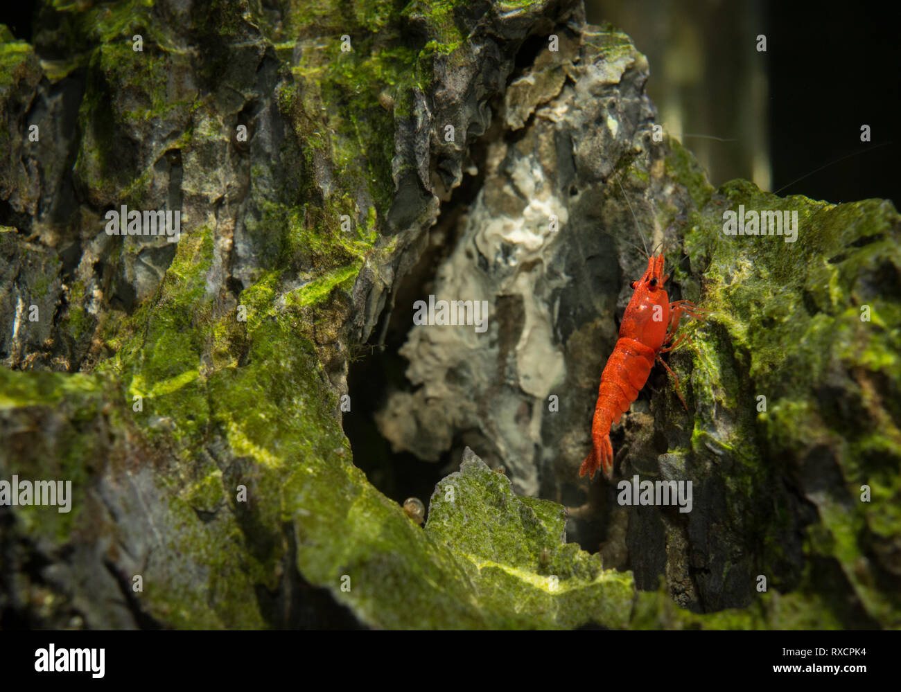 Neocaridina Shrimp in aquarium Stock Photo