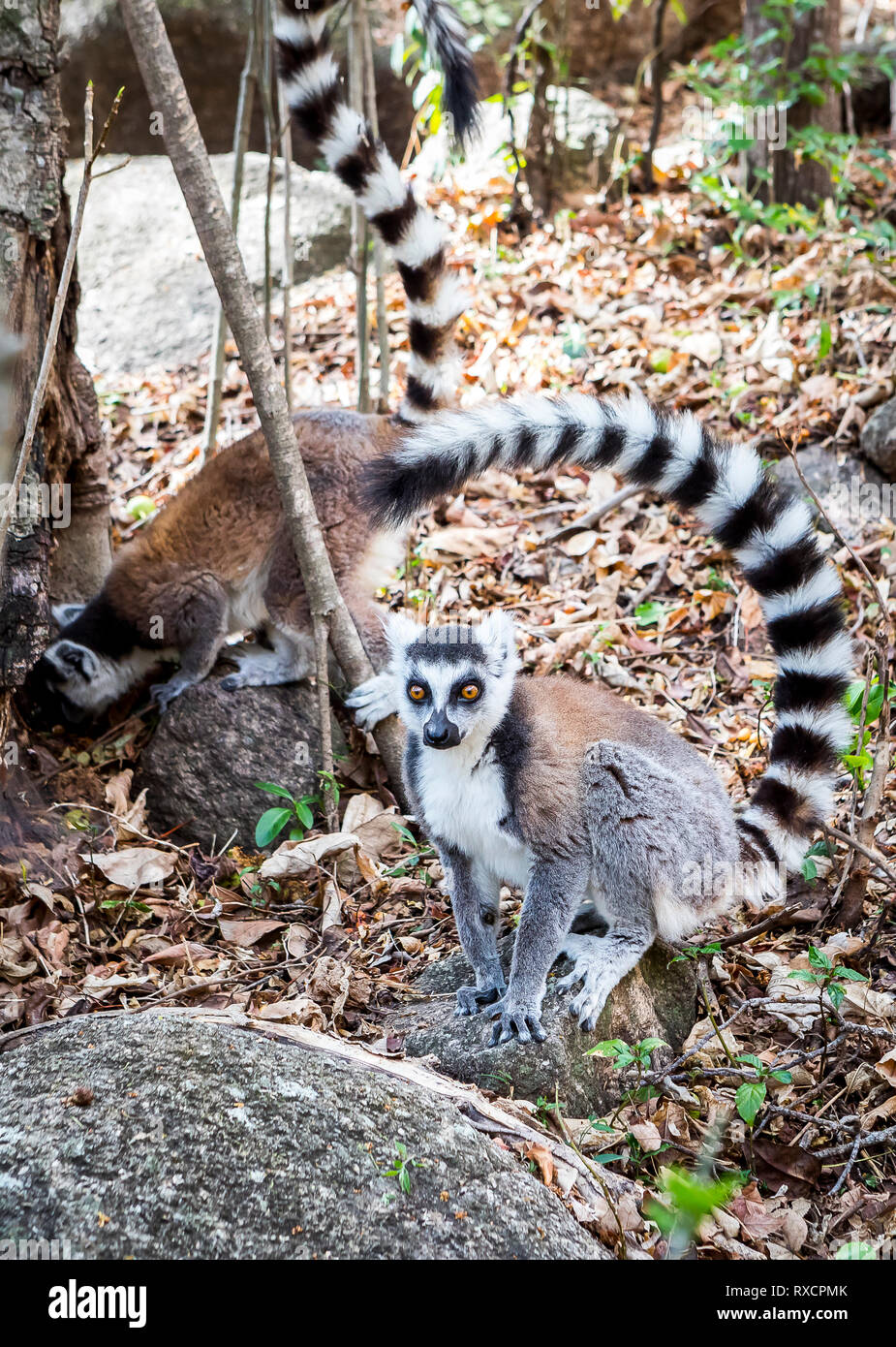ring-tailed-lemur-maki-catta-anja-reserve-madagascar-stock-photo-alamy