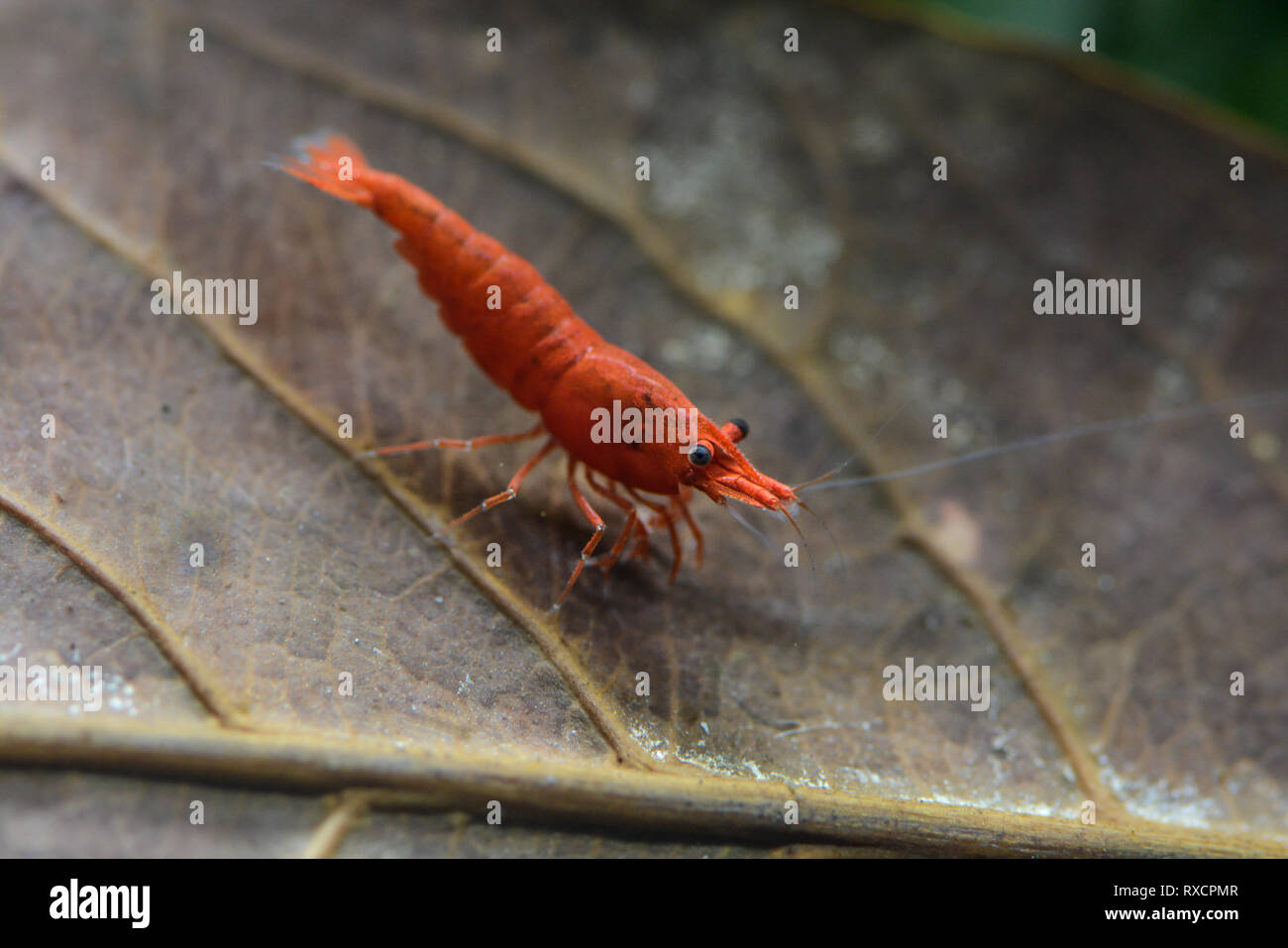 Neocaridina Shrimp in aquarium Stock Photo