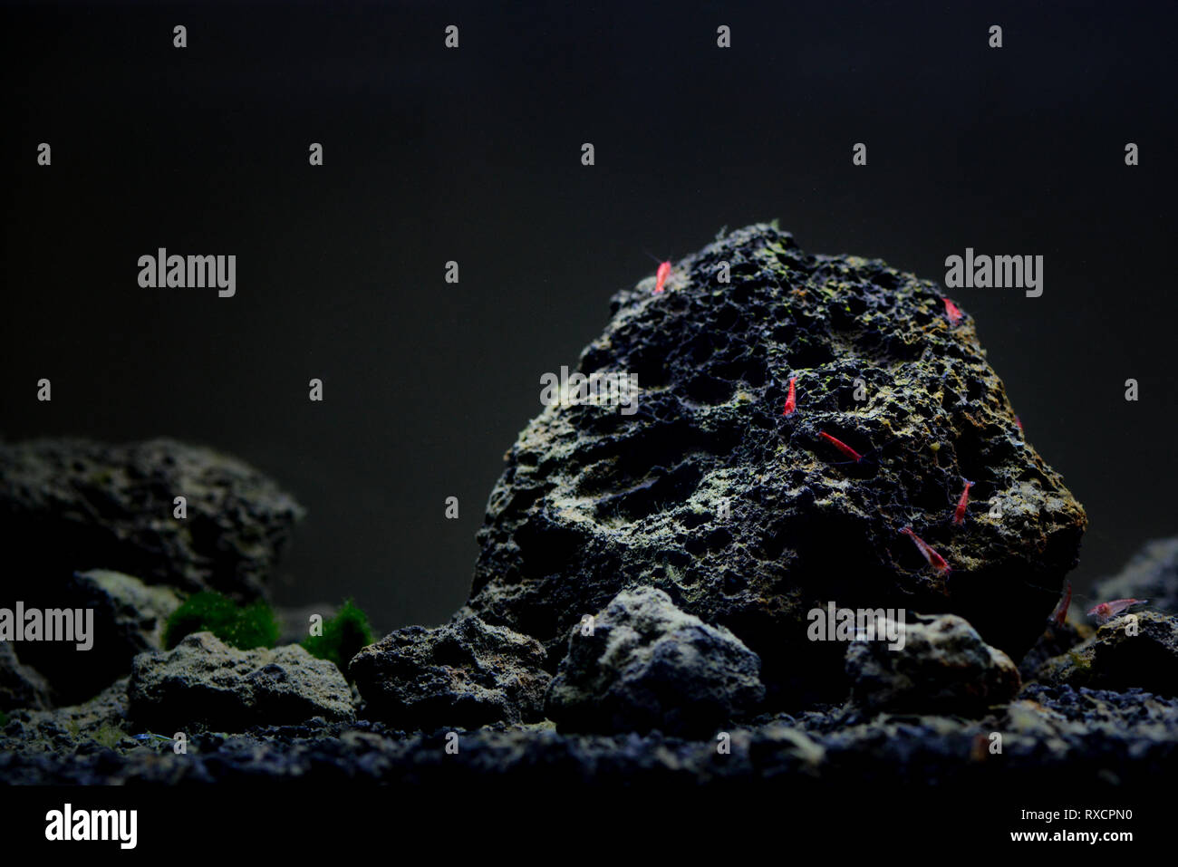 Brackish water snail hires stock photography and images Alamy