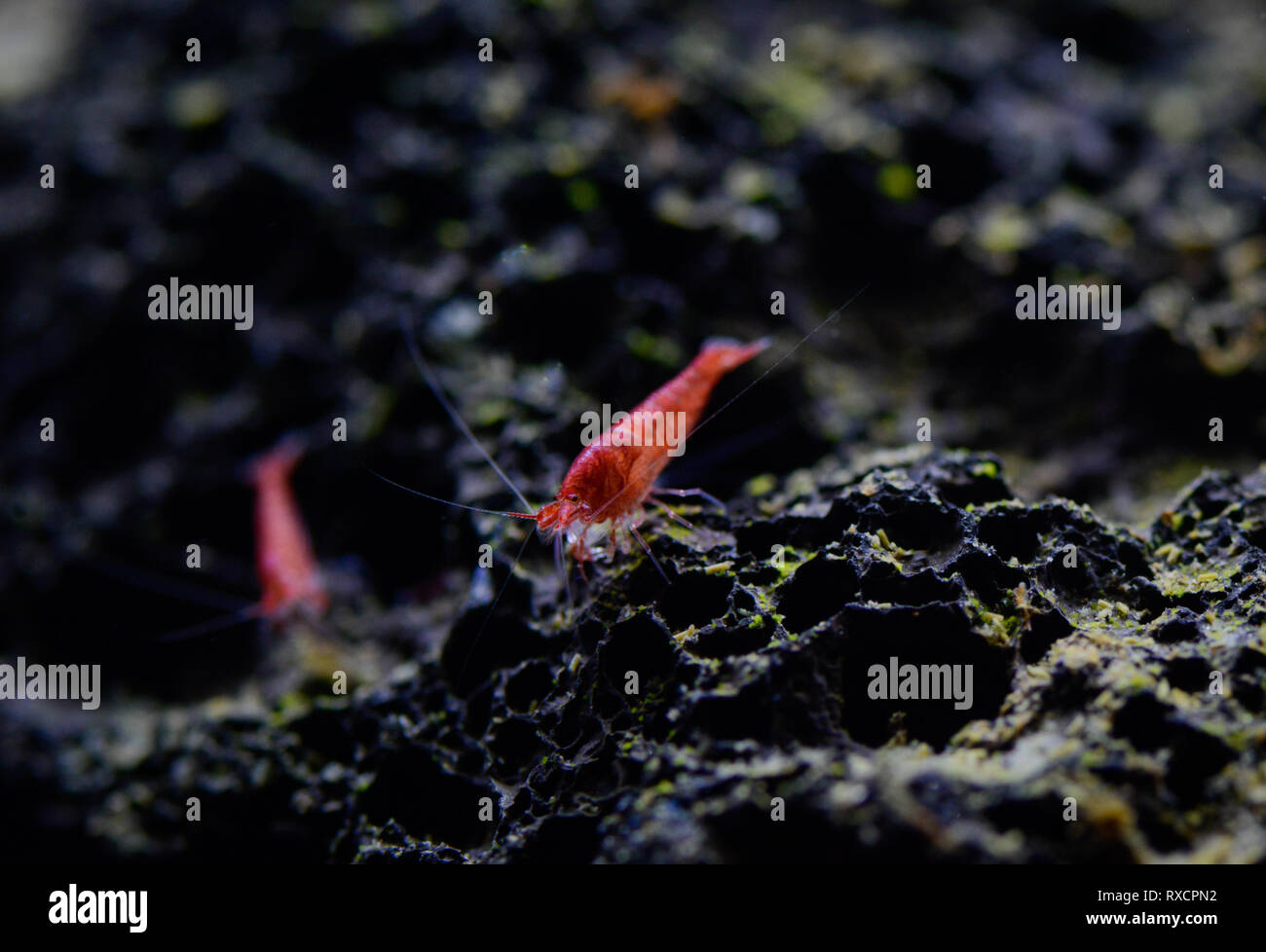 Brackish water snail hires stock photography and images Alamy
