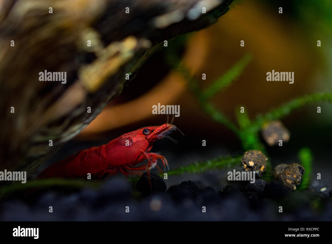 Neocaridina Shrimp in aquarium Stock Photo