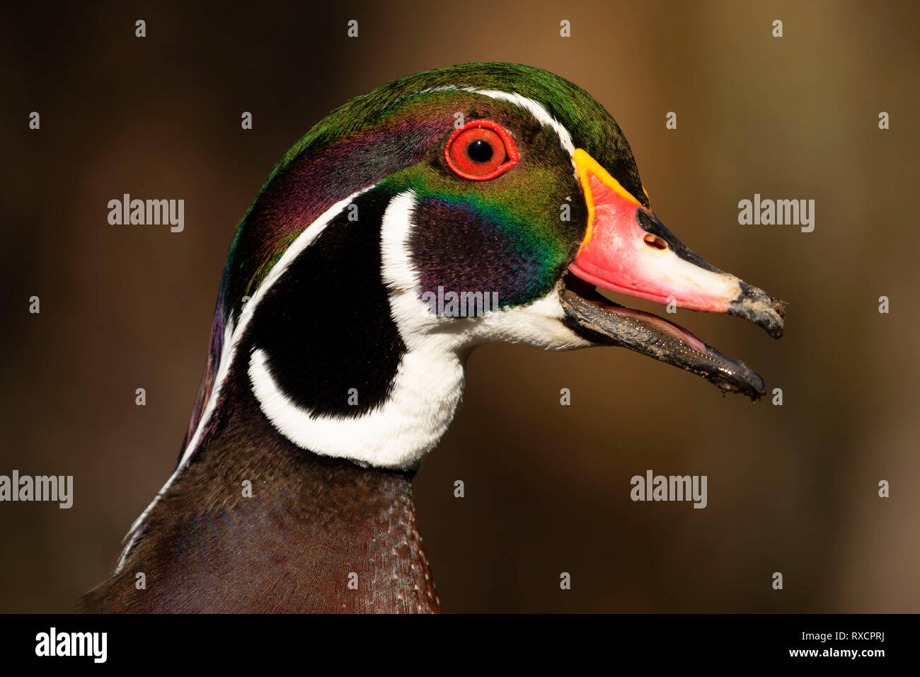 Wood duck (Aix sponsa), George C Reifel Migratory Bird Sanctuary, British Columbia, Canada Stock Photo