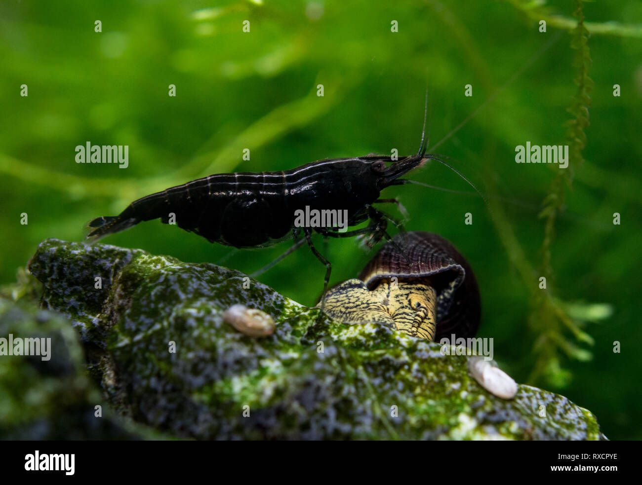 Neocaridina Shrimp in aquarium Stock Photo