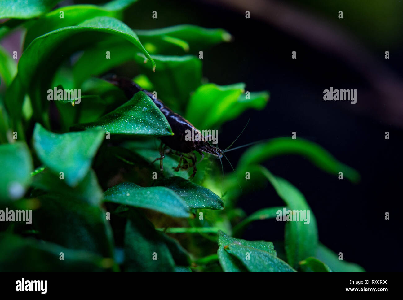 Neocaridina Shrimp in aquarium Stock Photo