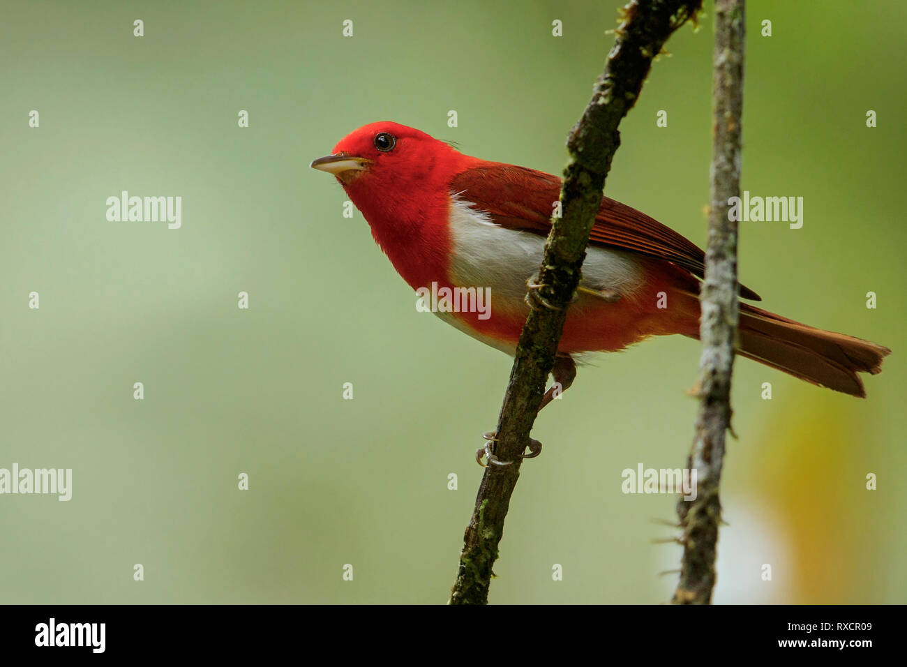 Scarlet and White Tanager (Chrysothlypis salmoni) perched on a branch in the Andes mountains of Colombia. Stock Photo