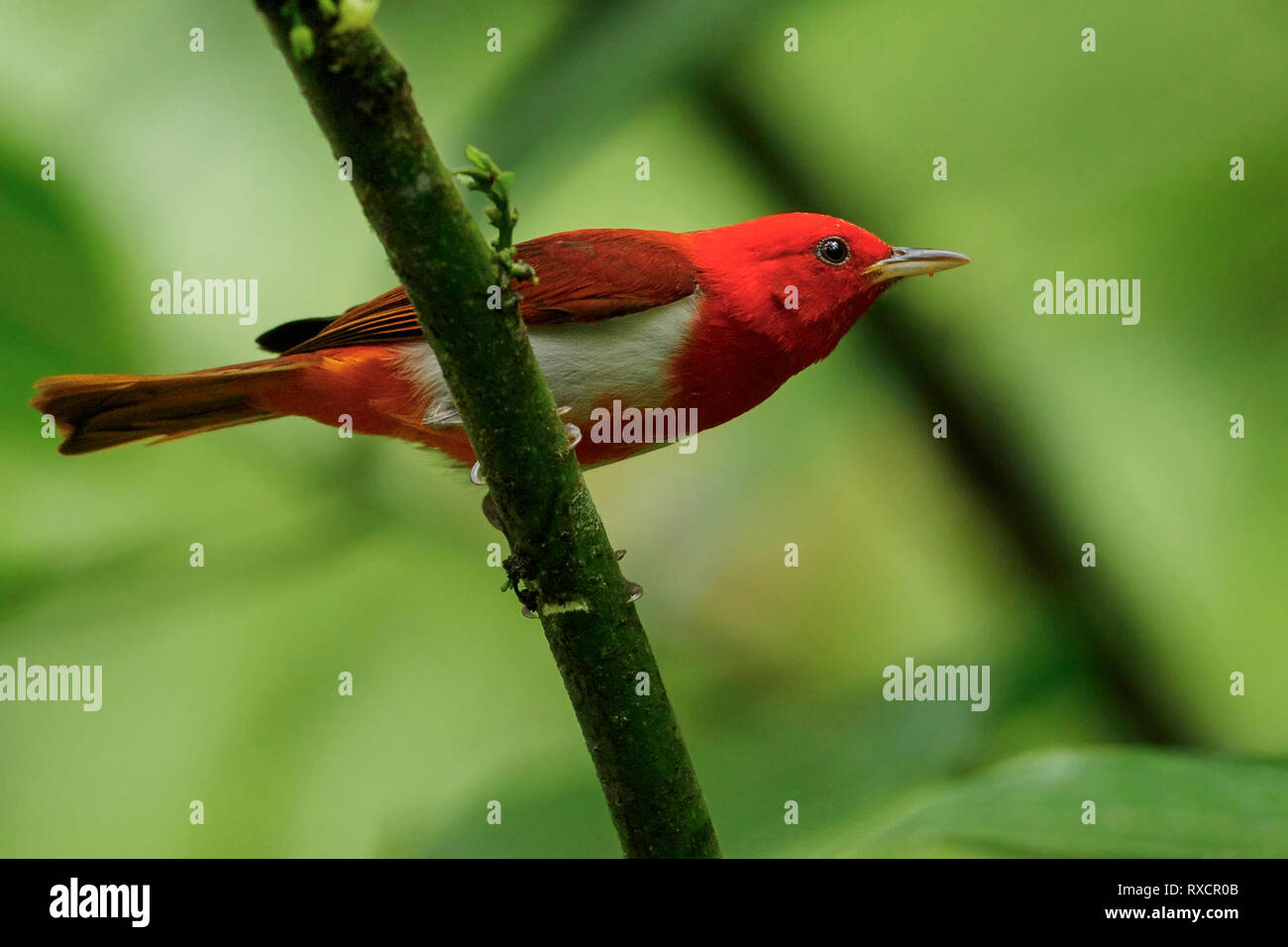 Scarlet and White Tanager (Chrysothlypis salmoni) perched on a branch in the Andes mountains of Colombia. Stock Photo