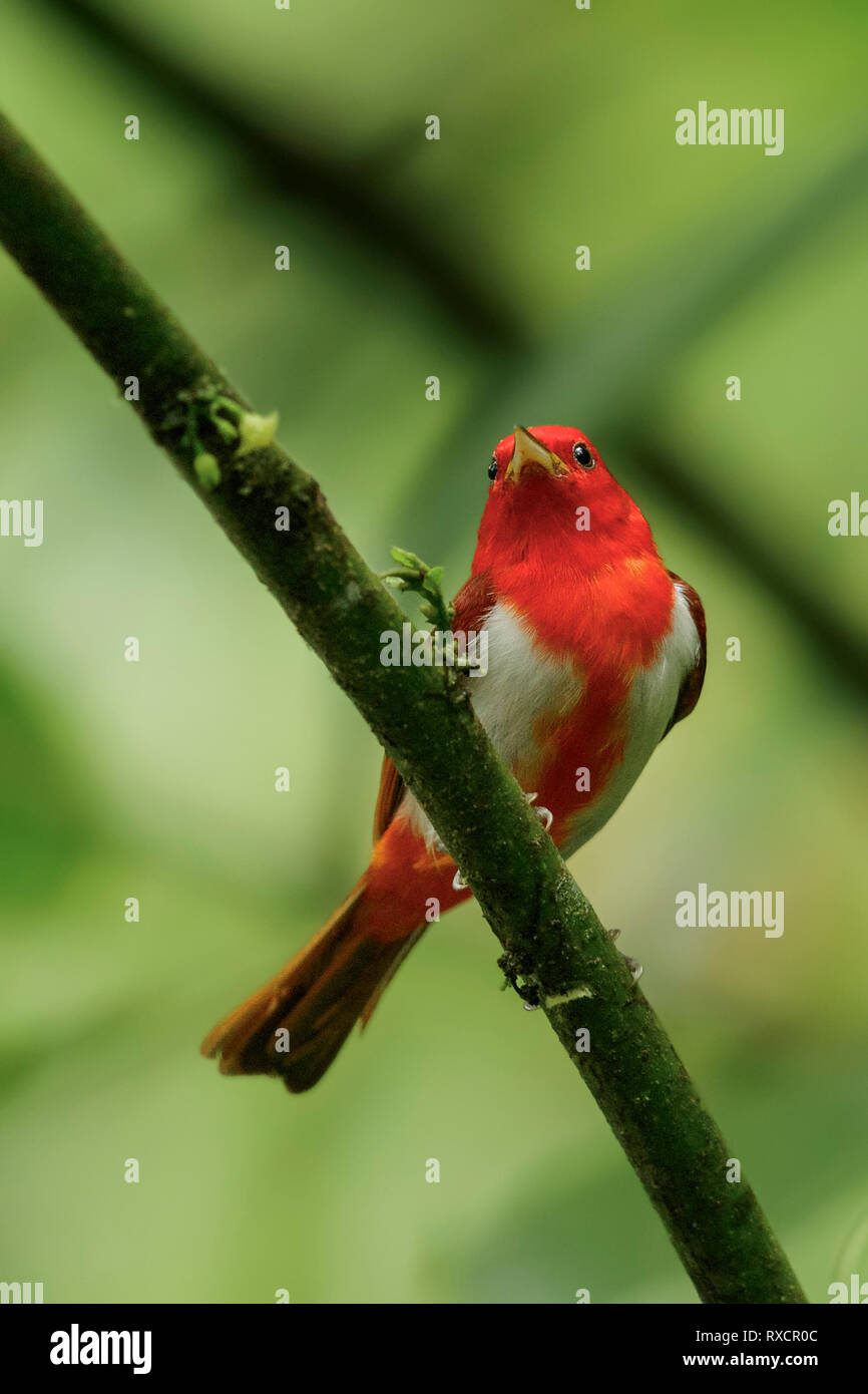 Scarlet and White Tanager (Chrysothlypis salmoni) perched on a branch in the Andes mountains of Colombia. Stock Photo
