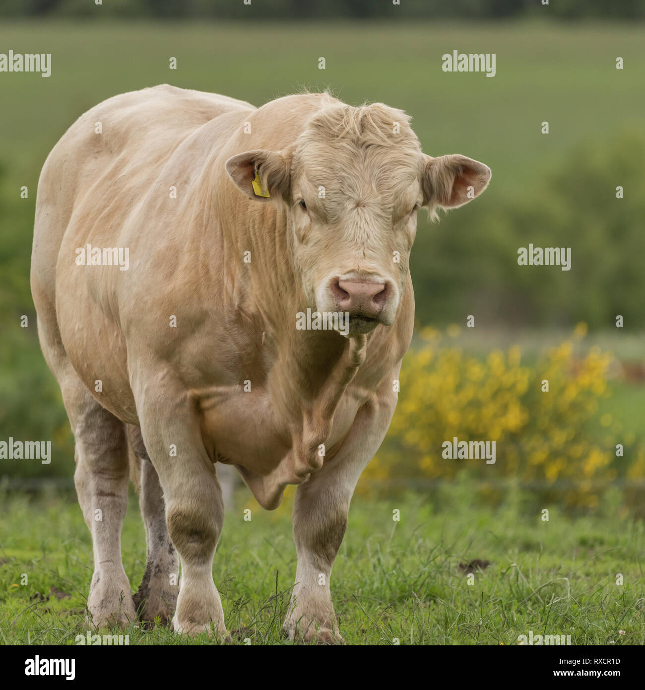 Large pedigree Charolais bull with cream coloured coat standing in meadow Stock Photo