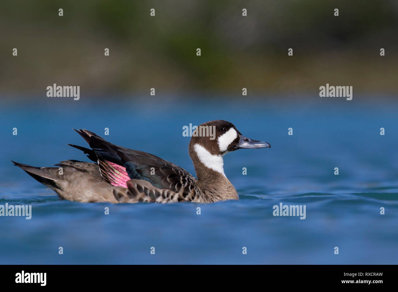 Spectacled Duck (Speculanas specularis) swimming in a small lake in Chile. Stock Photo