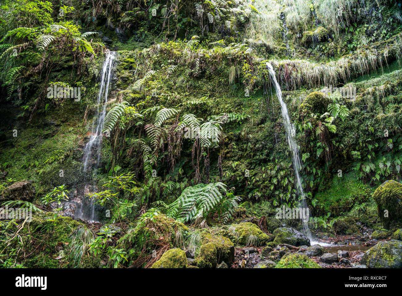 Wasserfall am Wanderweg der Levada do Caldeirao Verde, Madeira, Portugal, Europa |  waterfall at the hiking trail Levada do Caldeirao Verde, Madeira,  Stock Photo