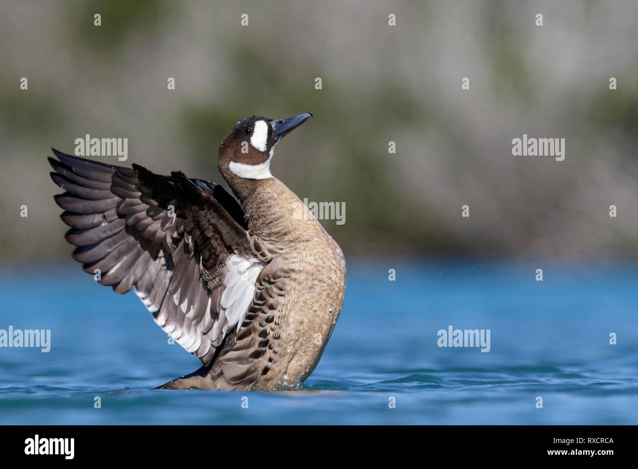 Spectacled Duck (Speculanas specularis) swimming in a small lake in Chile. Stock Photo