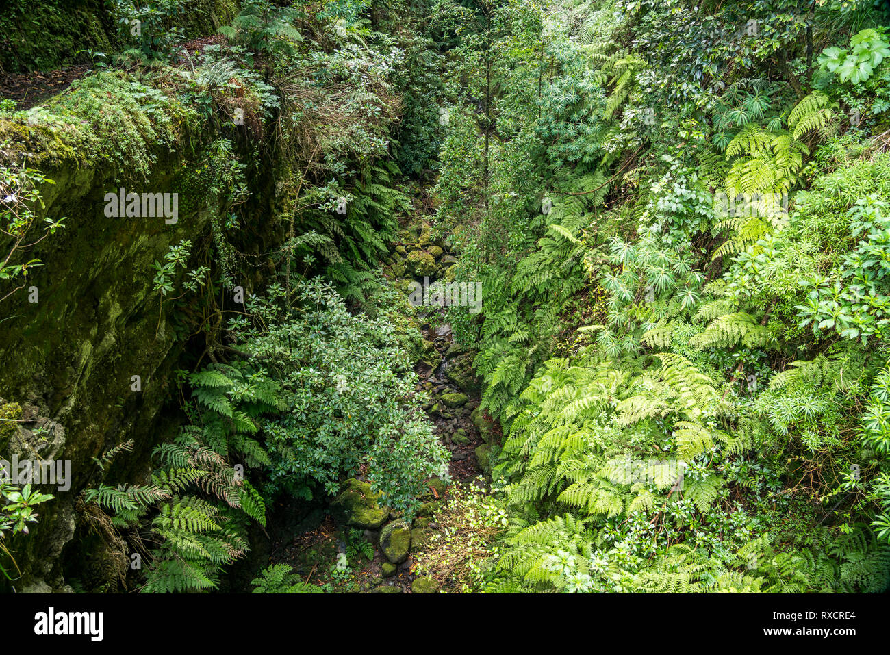 Vegetation am Wanderweg der Levada do Caldeirao Verde, Queimadas Forestry Park, Madeira, Portugal, Europa |  vegetation at the hiking trail Levada do  Stock Photo