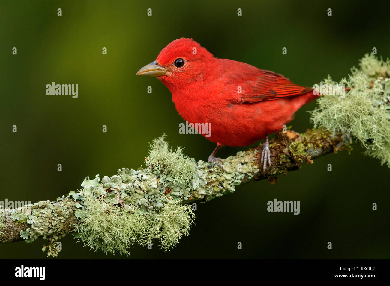 Summer Tanager (Piranga rubra) perched on a branch in the Andes mountains of Colombia. Stock Photo