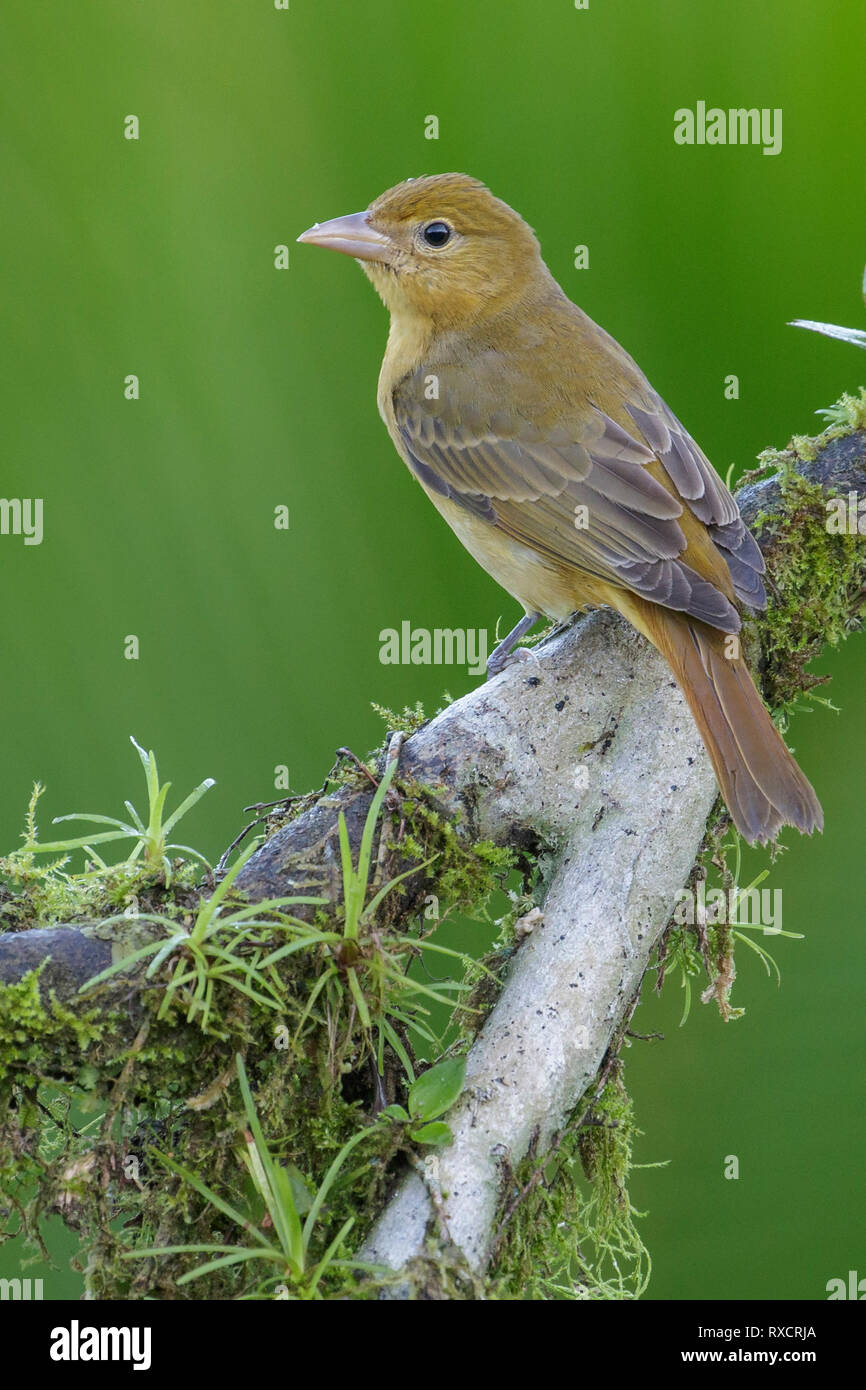 Summer Tanager (Piranga rubra) perched on a branch in Costa Rica. Stock Photo