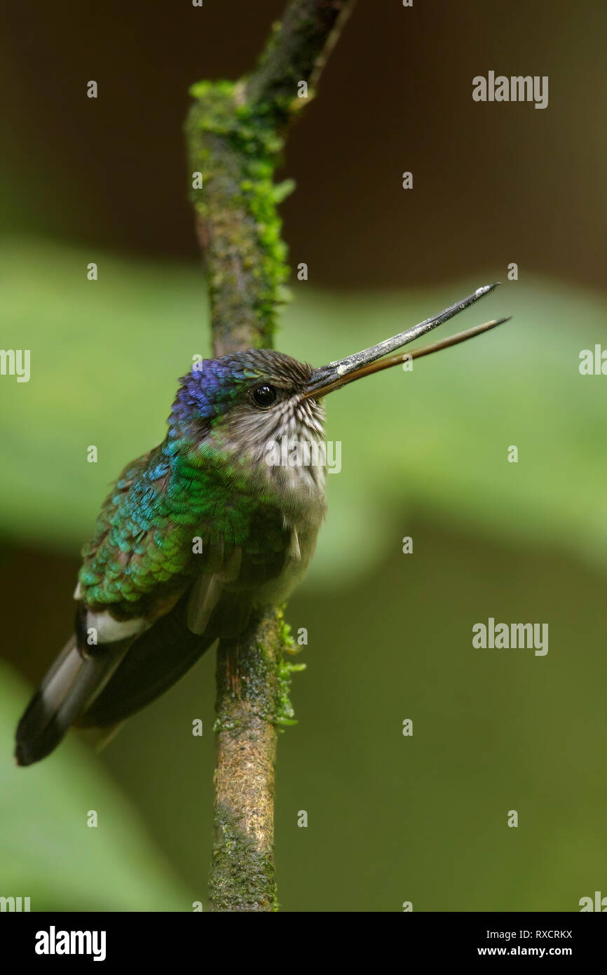 Tooth-billed Hummingbird (Androdon aequatorialis) perched on a branch in the Andes mountains of Colombia. Stock Photo