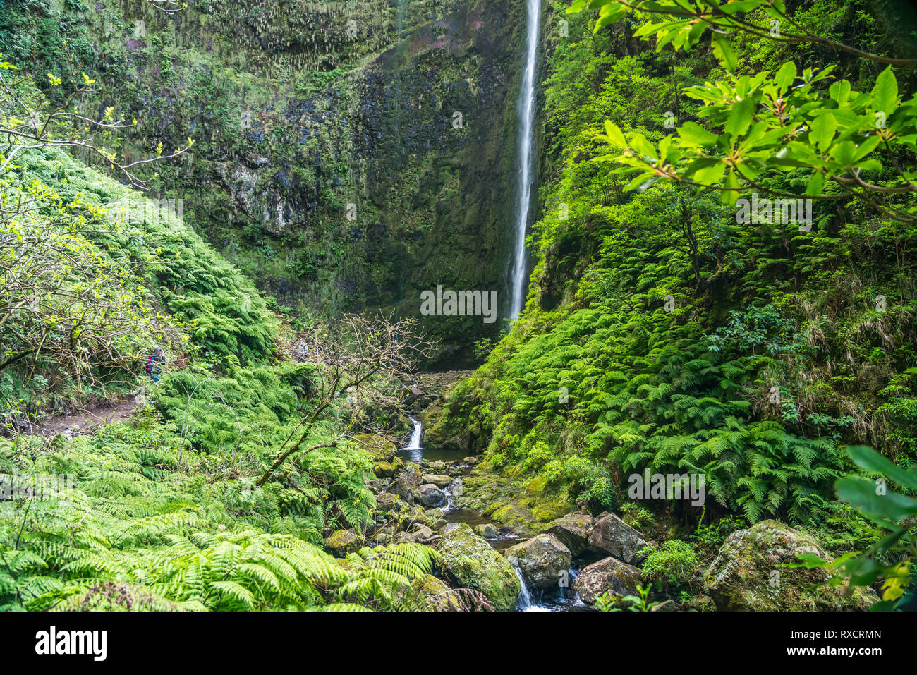 Wasserfall am Wanderweg der Levada do Caldeirao Verde, Madeira, Portugal, Europa |  waterfall at the hiking trail Levada do Caldeirao Verde, Madeira,  Stock Photo