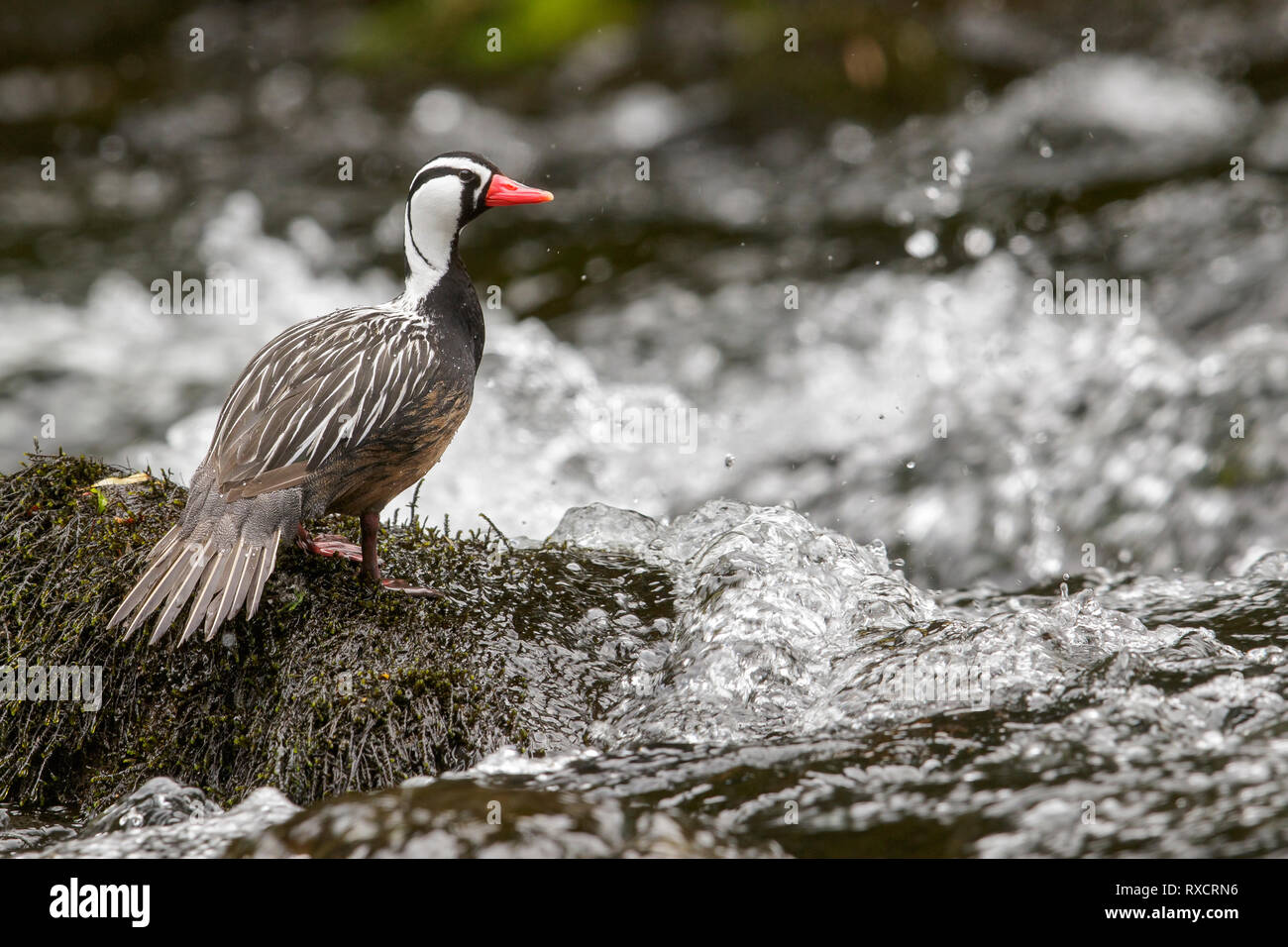 Torrent Duck (Merganetta armata) feeding along a rushing mountain stream in Chile. Stock Photo