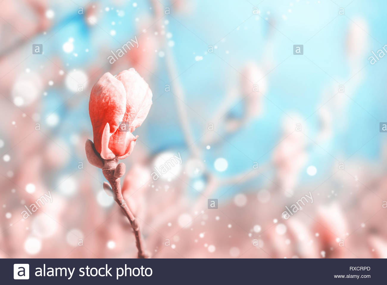 Download 660 Background Alam Pink Terbaik