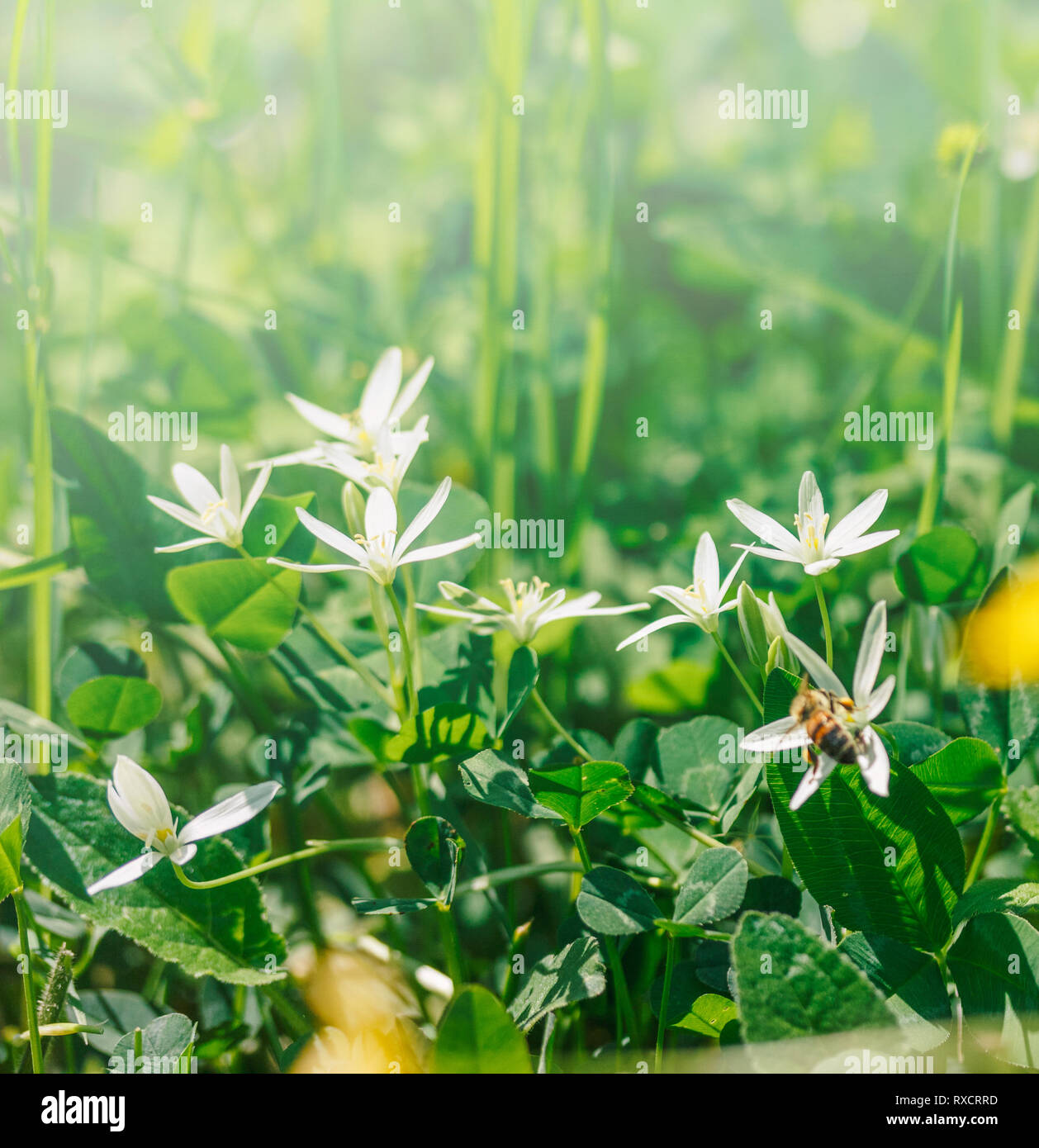 flowers birdwort (Ornithogalum arcuatum) in the grass in the summer morning Stock Photo