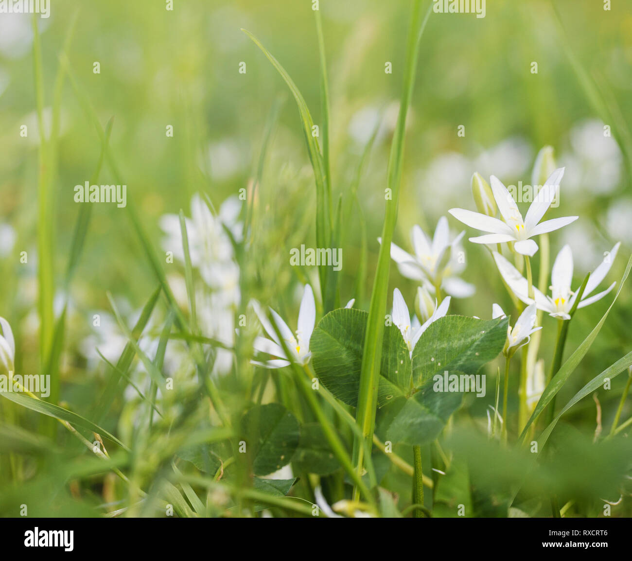 flowers birdwort (Ornithogalum arcuatum) in the grass in the summer morning Stock Photo