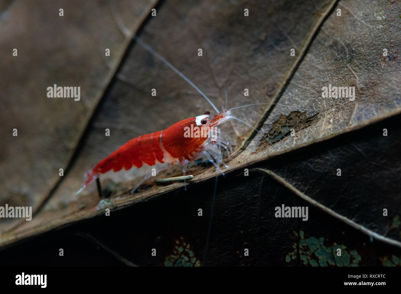 Caridina shrimp in aquarium Stock Photo