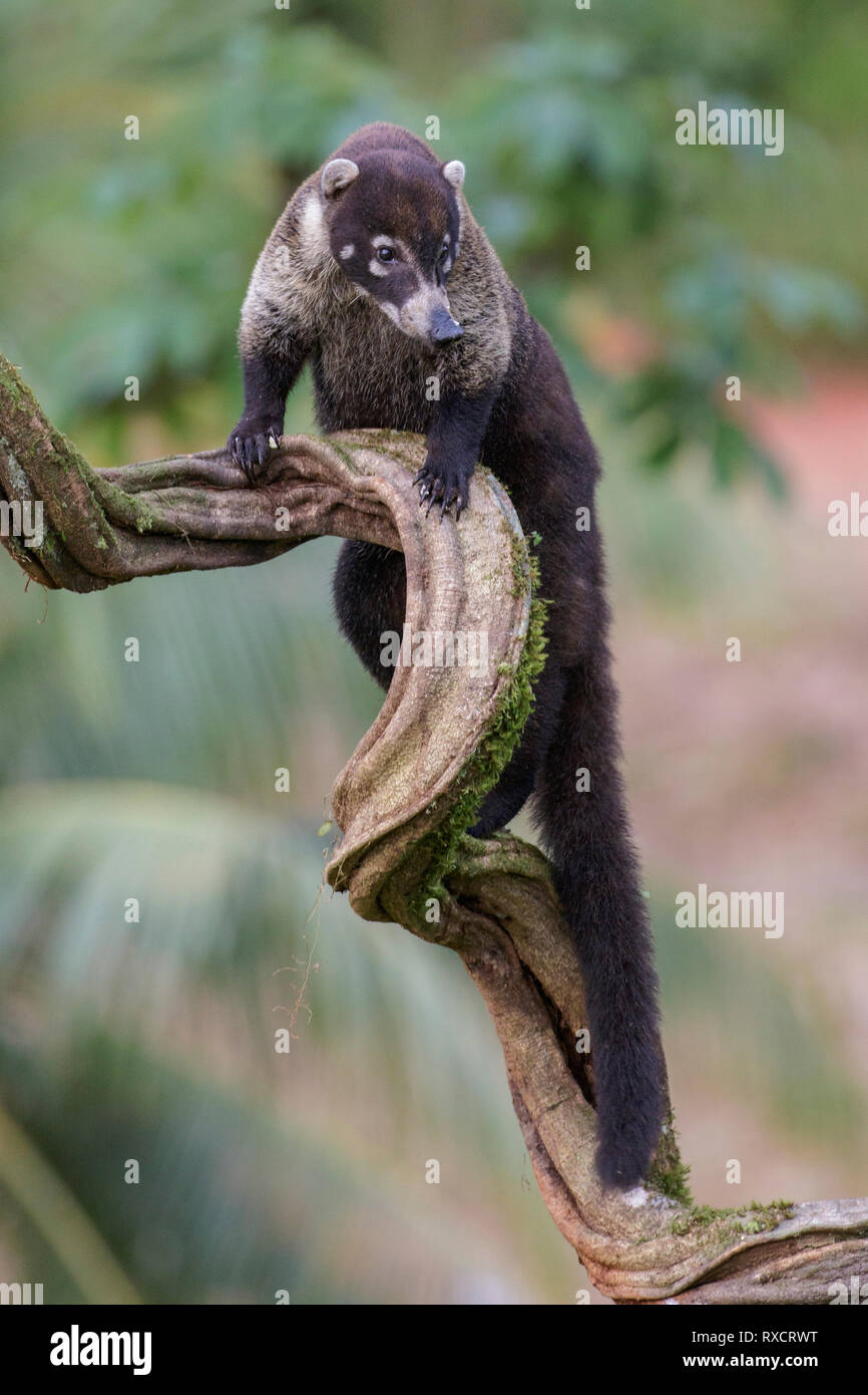 White-nosed Coatamundi perched on a branch in Costa Rica Stock Photo