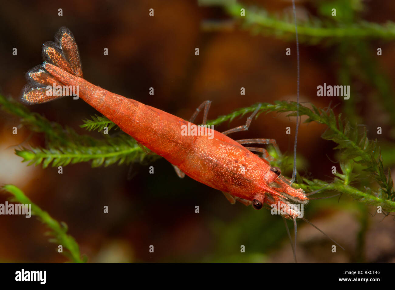 Neocaridina Shrimp in aquarium Stock Photo