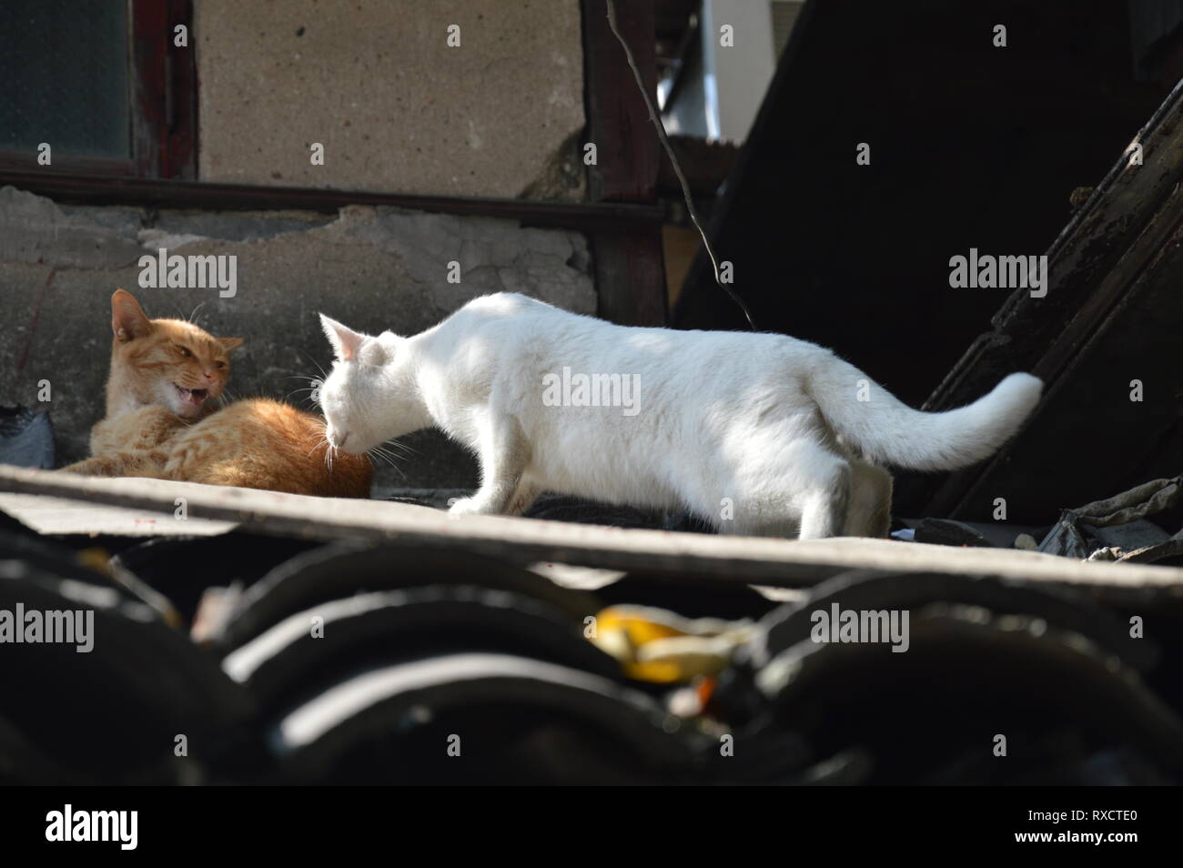 cats on the roof Stock Photo Alamy