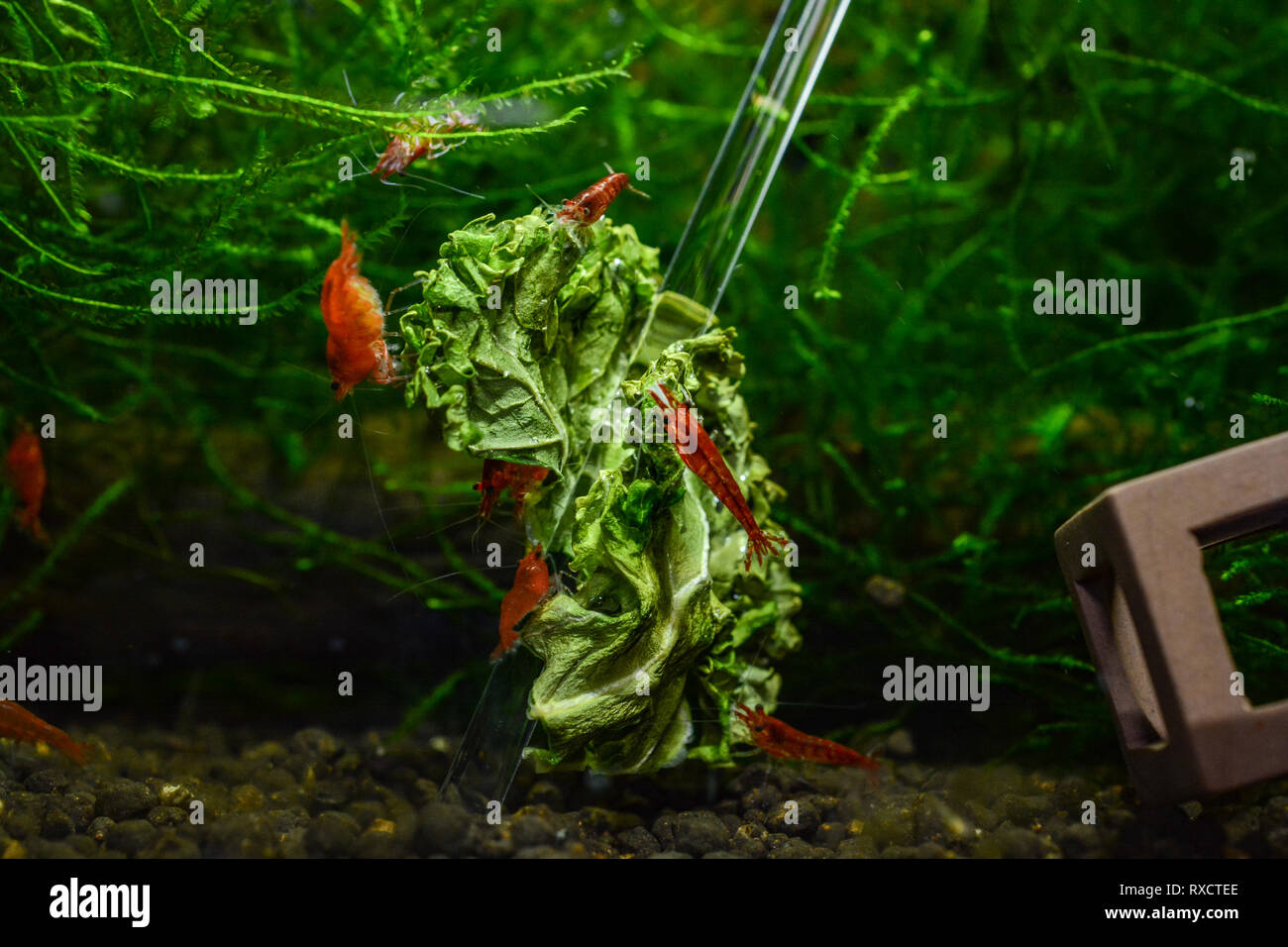 Neocaridina Shrimp in aquarium Stock Photo
